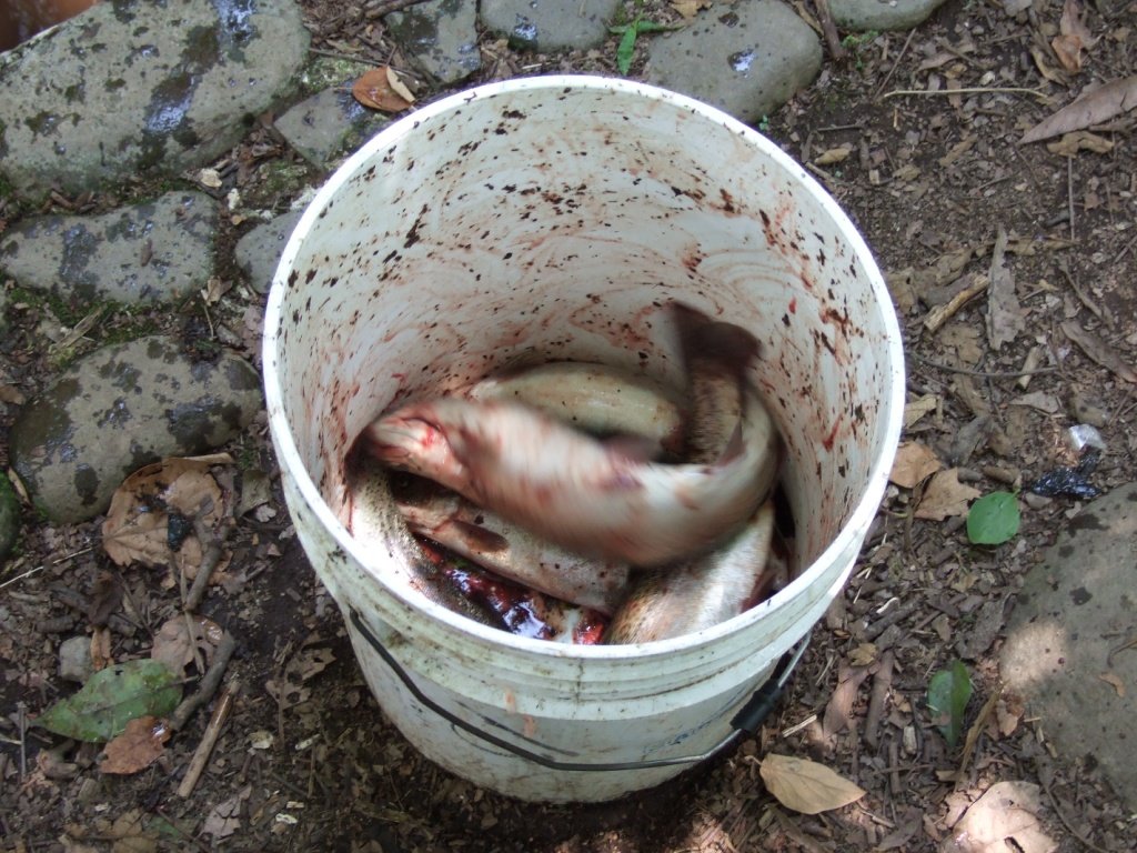 fish-in-a-bucket.jpg